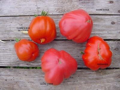 pomodorivari2017.JPG (174.95 KiB) Osservato 601 volte pomodorivari2017.JPG