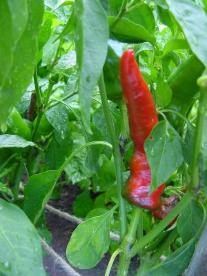 pepronecornosu.JPG (162.4 KiB) Osservato 601 volte pepronecornosu.JPG