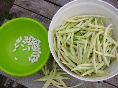 fagiolicannellini.JPG (155.45 KiB) Osservato 601 volte fagiolicannellini.JPG