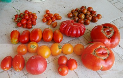 356.JPG (184.16 KiB) Osservato 631 volte 356.JPG