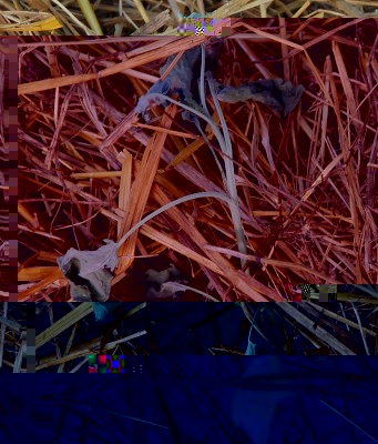 358.JPG (309.15 KiB) Osservato 631 volte 358.JPG