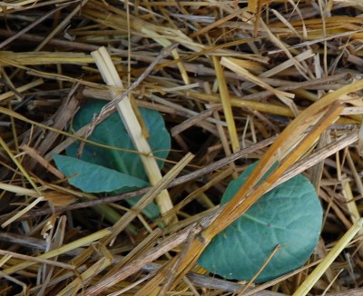 357.JPG (239.15 KiB) Osservato 631 volte 357.JPG