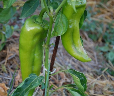 364.JPG (196.39 KiB) Osservato 622 volte 364.JPG