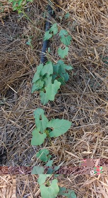 366.JPG (297.65 KiB) Osservato 622 volte 366.JPG