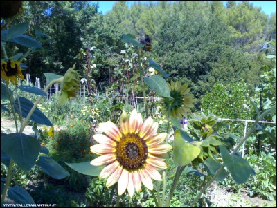 18072017girasole-rosso.jpg (342.63 KiB) Osservato 524 volte 18072017girasole-rosso.jpg