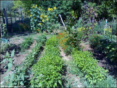 28072017aromatiche.jpg (395.24 KiB) Osservato 524 volte 28072017aromatiche.jpg