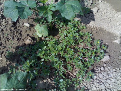 22072017portulaca.jpg (292.51 KiB) Osservato 523 volte 22072017portulaca.jpg