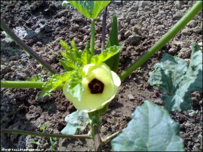 22072017fiore-okra.jpg (287.62 KiB) Osservato 522 volte 22072017fiore-okra.jpg