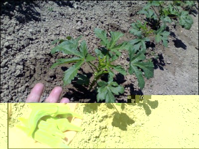 18072017okra.jpg (302.49 KiB) Osservato 522 volte 18072017okra.jpg