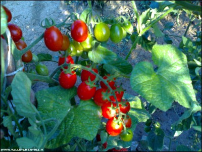 30072017datterini-kiwano.jpg (245.96 KiB) Osservato 521 volte 30072017datterini-kiwano.jpg