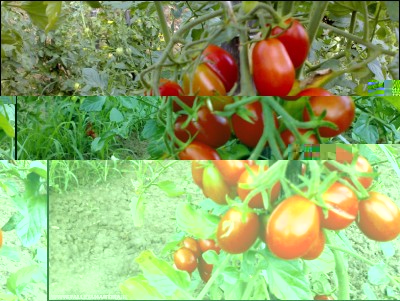 28072017piennolo.jpg (248.5 KiB) Osservato 521 volte 28072017piennolo.jpg