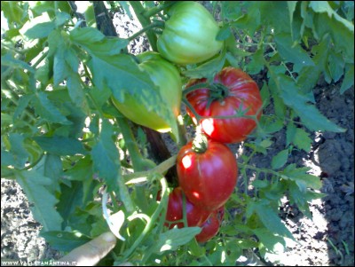 28072017cuore-bue.jpg (231.56 KiB) Osservato 521 volte 28072017cuore-bue.jpg