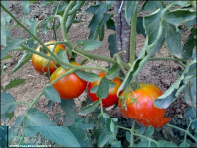 28072017optima-2.jpg (222.2 KiB) Osservato 520 volte 28072017optima-2.jpg