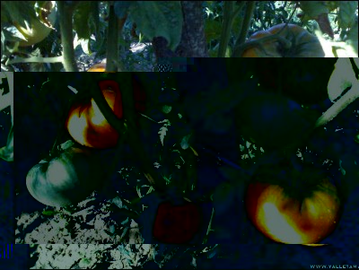 29072017amana-orange-2.jpg (248.73 KiB) Osservato 520 volte 29072017amana-orange-2.jpg