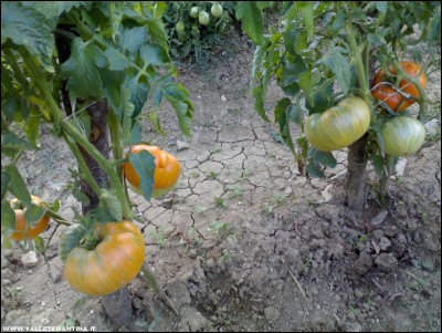 29072017amana-orange.jpg (248.2 KiB) Osservato 520 volte 29072017amana-orange.jpg