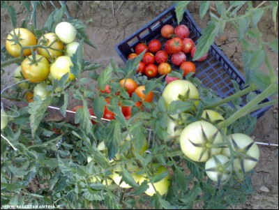 30072017grappolo.jpg (234.38 KiB) Osservato 519 volte 30072017grappolo.jpg