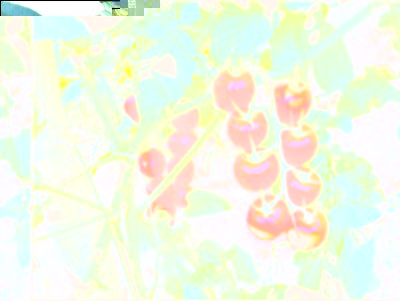 28072017fragolini.jpg (245.42 KiB) Osservato 519 volte 28072017fragolini.jpg