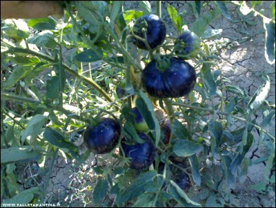 29072017dark-galaxy.jpg (266.79 KiB) Osservato 519 volte 29072017dark-galaxy.jpg