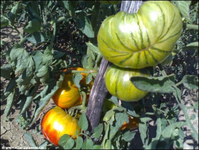 29072017arletta.jpg (232.71 KiB) Osservato 519 volte 29072017arletta.jpg