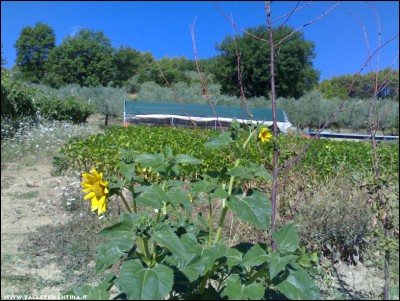 29072017borlotti.jpg (287.74 KiB) Osservato 517 volte 29072017borlotti.jpg