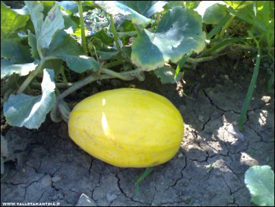 29072017zucca-spaghetti.jpg (202.35 KiB) Osservato 517 volte 29072017zucca-spaghetti.jpg