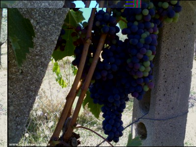 29072017uva.jpg (221.43 KiB) Osservato 517 volte 29072017uva.jpg