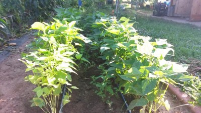 198.jpg (123.49 KiB) Osservato 651 volte 198.jpg