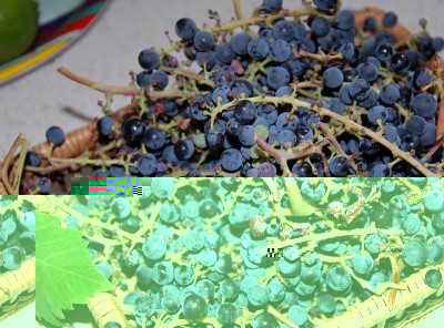 367.JPG (259.79 KiB) Osservato 795 volte 367.JPG