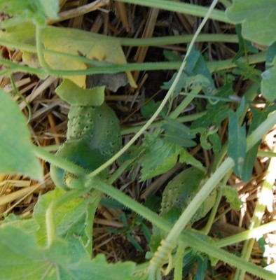 368.JPG (226.62 KiB) Osservato 795 volte 368.JPG