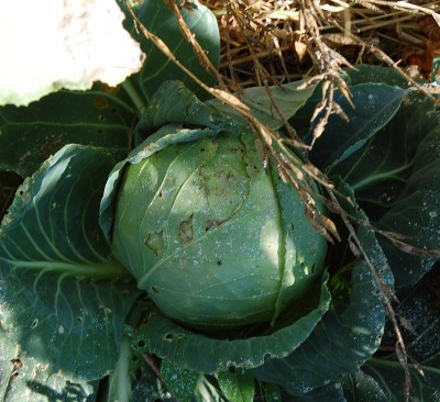 370.JPG (254.54 KiB) Osservato 795 volte 370.JPG