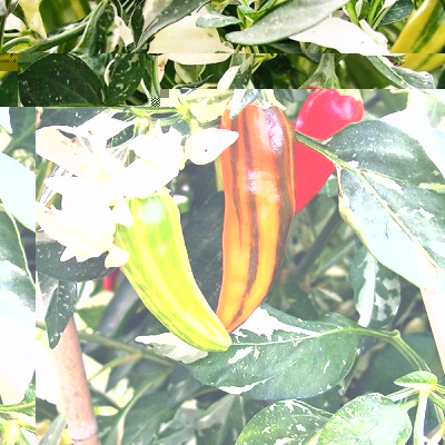 fish-pepper-poods-600x600.jpg (230.23 KiB) Osservato 796 volte fish-pepper-poods-600x600.jpg