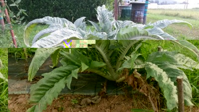 204.jpg (121.04 KiB) Osservato 819 volte 204.jpg