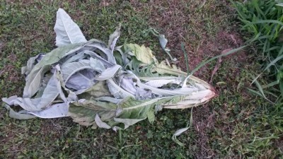 205.jpg (144.08 KiB) Osservato 819 volte 205.jpg