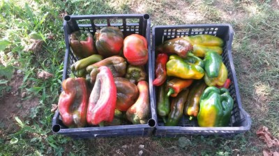 206.jpg (131.73 KiB) Osservato 819 volte 206.jpg