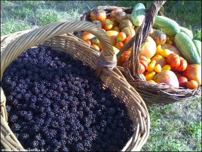 02082017more-pomodori.jpg (382.45 KiB) Osservato 535 volte 02082017more-pomodori.jpg