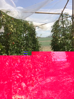 IMG_5302.JPG (173.13 KiB) Osservato 805 volte IMG_5302.JPG