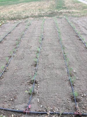 21.08.17 023.JPG (340.56 KiB) Osservato 745 volte 21.08.17 023.JPG