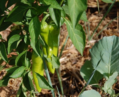 372.JPG (227.86 KiB) Osservato 541 volte 372.JPG