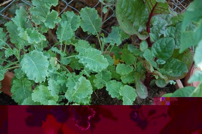 374.JPG (257.77 KiB) Osservato 541 volte 374.JPG