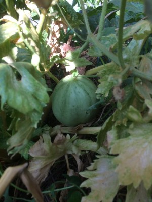 03.09.17 062.JPG (181.28 KiB) Osservato 720 volte 03.09.17 062.JPG