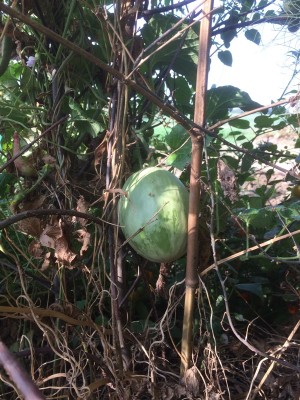 03.09.17 060.JPG (285.78 KiB) Osservato 720 volte 03.09.17 060.JPG