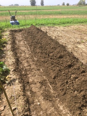 03.09.17 047.JPG (370.32 KiB) Osservato 747 volte 03.09.17 047.JPG