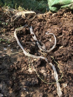 03.09.17 065.JPG (169.21 KiB) Osservato 719 volte 03.09.17 065.JPG