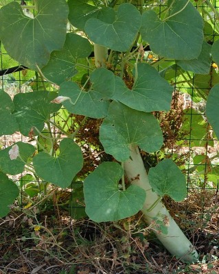 375.JPG (315.18 KiB) Osservato 563 volte 375.JPG