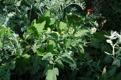 379.JPG (273.71 KiB) Osservato 637 volte 379.JPG