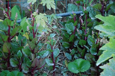 381.JPG (239.61 KiB) Osservato 637 volte 381.JPG