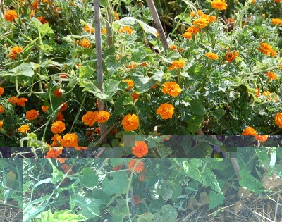 382.JPG (386.4 KiB) Osservato 637 volte 382.JPG