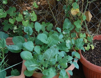 380.JPG (306.37 KiB) Osservato 637 volte 380.JPG