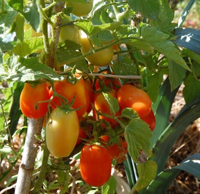 385.JPG (276.47 KiB) Osservato 630 volte 385.JPG