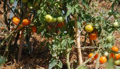 383.JPG (139.47 KiB) Osservato 630 volte 383.JPG